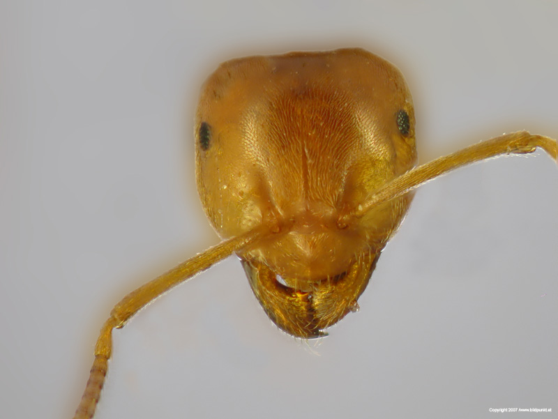 Lasius-reginae-caput