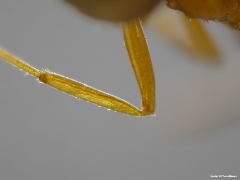 Lasius-reginae-femur-tibia