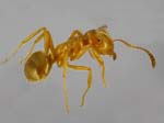 Lasius-reginae-dorsolateral