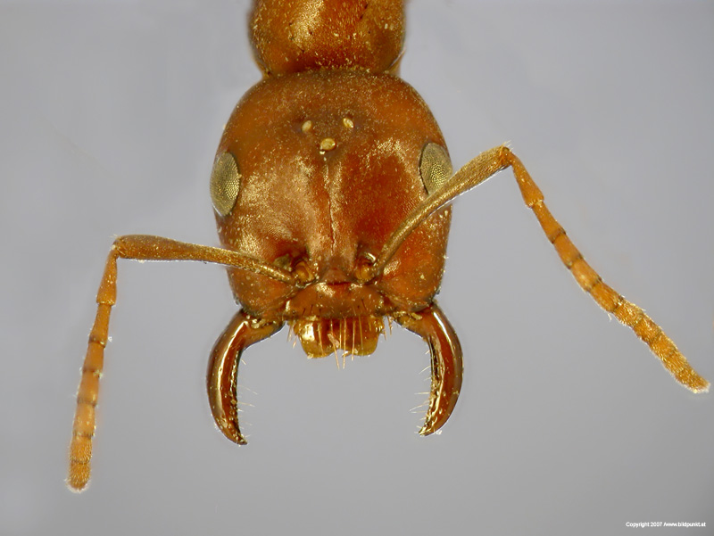 Polyergus-rufescens-caput